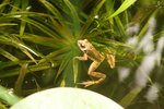 frosch klein.jpg frosch klein.jpg