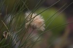 Eriophorum russelianum 2_2006.jpg