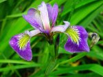 iris versicolor.jpg