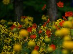 Geum.jpg Geum.jpg