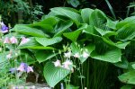 Hosta.jpg Hosta.jpg