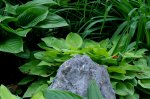 Hosta1.jpg Hosta1.jpg