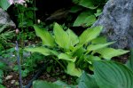 Hosta2.jpg Hosta2.jpg