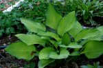 Hosta2-a.jpg Hosta2-a.jpg