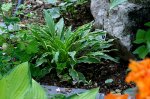 Hosta4.jpg Hosta4.jpg