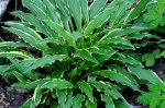 Hosta4-a.jpg Hosta4-a.jpg