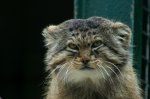 Manul.jpg