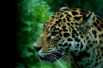 Jaguar-Weibchen.jpg