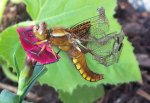 Libelle beim Trocknen.jpg Libelle beim Trocknen.jpg