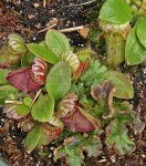 Cephalotus.jpg