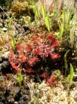 Drosera rotundifolia knallrot.jpg