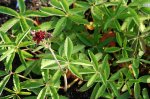 Potentilla palustris_3 .jpg