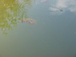 IMG_0020.jpg