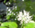 Hydrocotyle leucocephala 1.JPG