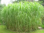 DSCN0560.JPG