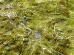 Teich 006 (WinCE).jpg