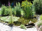 Teich 018 (Medium).jpg