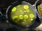 Nelumbo lutea Mangel.jpg