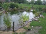 Teich im Regen.JPG