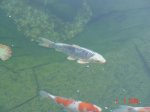 DSC08707.JPG