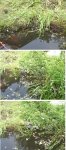 Teich 2.jpg