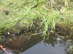 teich 01.jpg