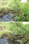 Teich 02.jpg