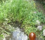 Teich 04.jpg