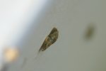 DSC05739_Schnecke.JPG