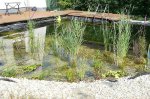 teich1.jpg
