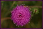 IMG_0529a Mariendistel (Silybum marianum).jpg IMG_0529a Mariendistel (Silybum marianum).jpg