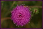 IMG_0529a Mariendistel (Silybum marianum).jpg