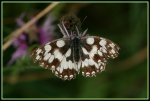 IMG_0554a Schachbrettfalter (Melanargia galathea).jpg