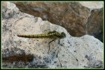 IMG_0300a Grosser Blaupfeil (Orthetrum cancellatum).jpg