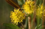 Lysimachia thyrsiflora Blüte.JPG