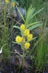 Lysimachia thyrsiflora.JPG