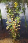 Lysimachia vulgaris.JPG