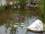 Enten im Teich.jpg