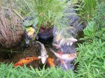 Teich-17.07.2008.jpg
