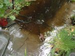 braunes Wasser.JPG braunes Wasser.JPG