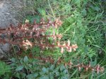 Orobanche hederae.jpg