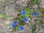 Gentiana clusii.jpg