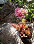 Sempervivum tectorum.jpg