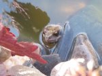 der erste Frosch im Teich.JPG