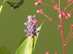 Hechtkrautblüte.JPG