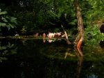 wasserlinie.jpg wasserlinie.jpg