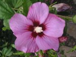 Hibiskusblüte.JPG