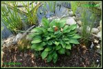 Hosta IMG_2131a_prot.jpg