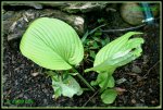 Hosta (Sun and Substance) IMG_2127a_prot.jpg