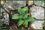 Hosta (Sieboldiana Elegans) IMG_2130a_prot.jpg